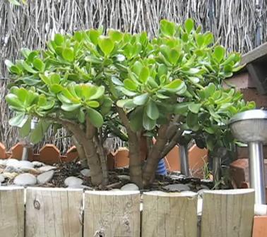 money plant crassula ovata