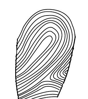 the loop fingerprint pattern