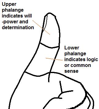 thumb phalanges in palmistry